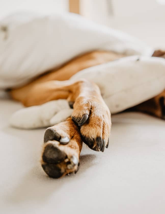 Animal welfare experts have also warned about the health dangers when putting a dog's paw or ear in your mouth (Credit: Unsplash)