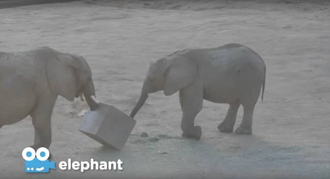San Diego Zoo offers live stream of elephants (Credit: San Diego Zoo)