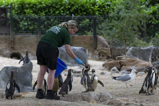 London Zoo is home to over 18,000 animals, with the monthly food bill clocking in at around £43,500 (Credit: PA)