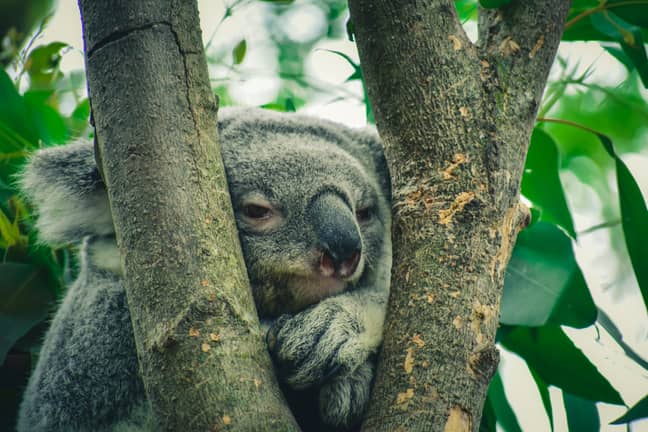 Koala's instincts during the fires are to rush to the top of the tree, which is actually the hottest place. (Credit: Pexels)