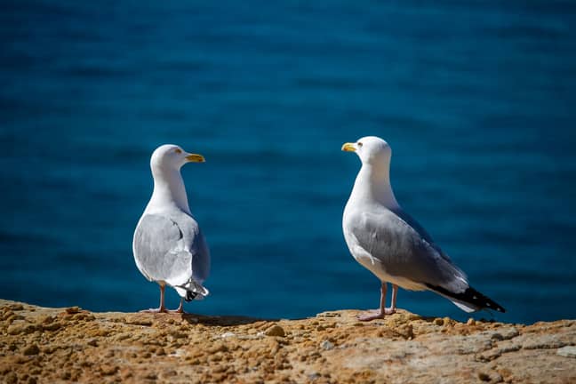 A seagull stole a man's lunch (Credit: Shutterstock)