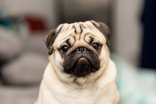 Pugs seem to be going out of fashion (Shutterstock)