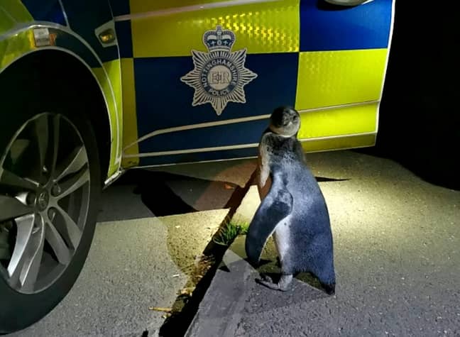 The police found the penguin wandering down a village street (Credit: SWNS)