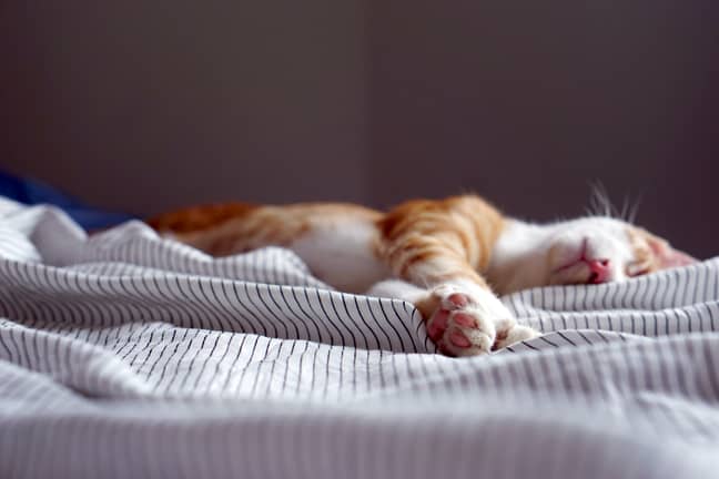 According to research, needing a nap could be down to genetics (Credit: Unsplash)
