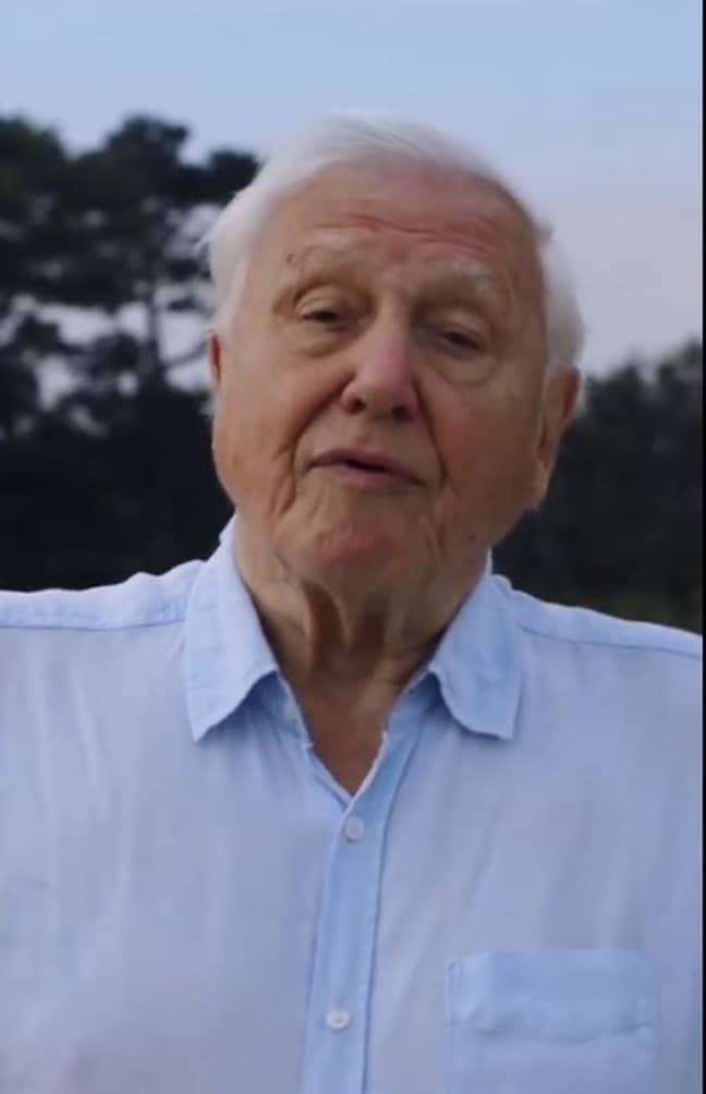 Sir David Attenborough used the account to promote his Netflix documentary (Credit: Sir David Attenborough Instagram)