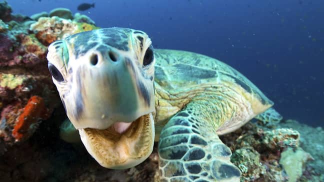 After induced boredom, viewers were played coral reef scenes from Blue Planet II (Credit: BBC)