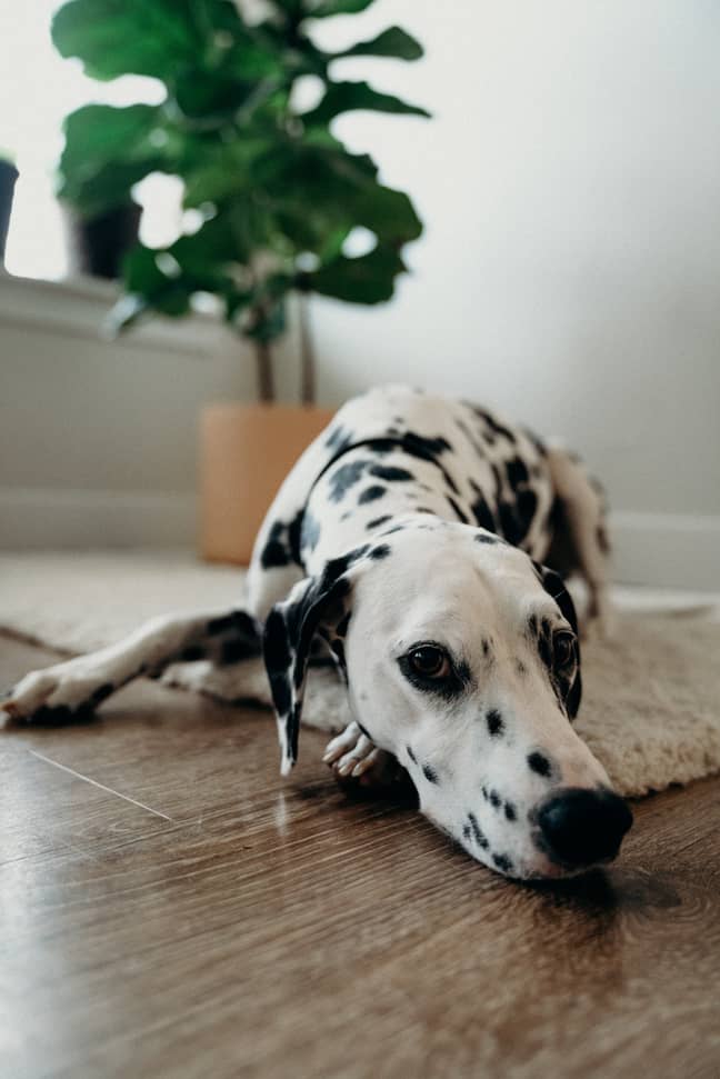Dalmatians have officially been named as the world's cutest dog breed (Credit: Unsplash)