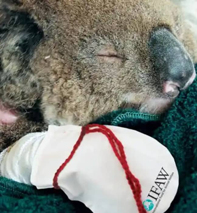 People have been donated knitted gloves for koalas who have burnt their paws (Credit: International Fund for Animal Welfare/UniLad)