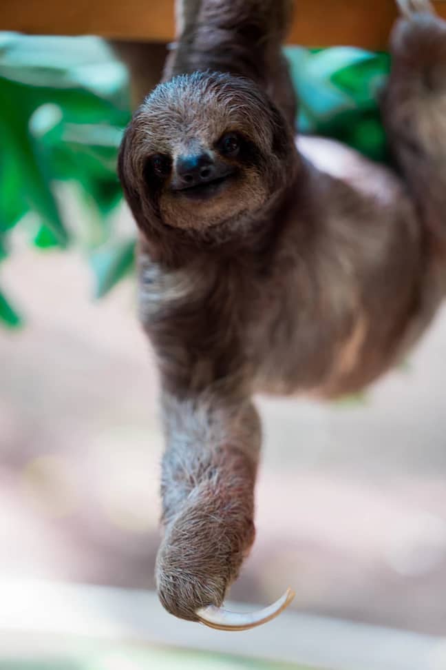 Sammy the Sloth is ideal for lovers of the slow-moving mammals (Credit: Unsplash)