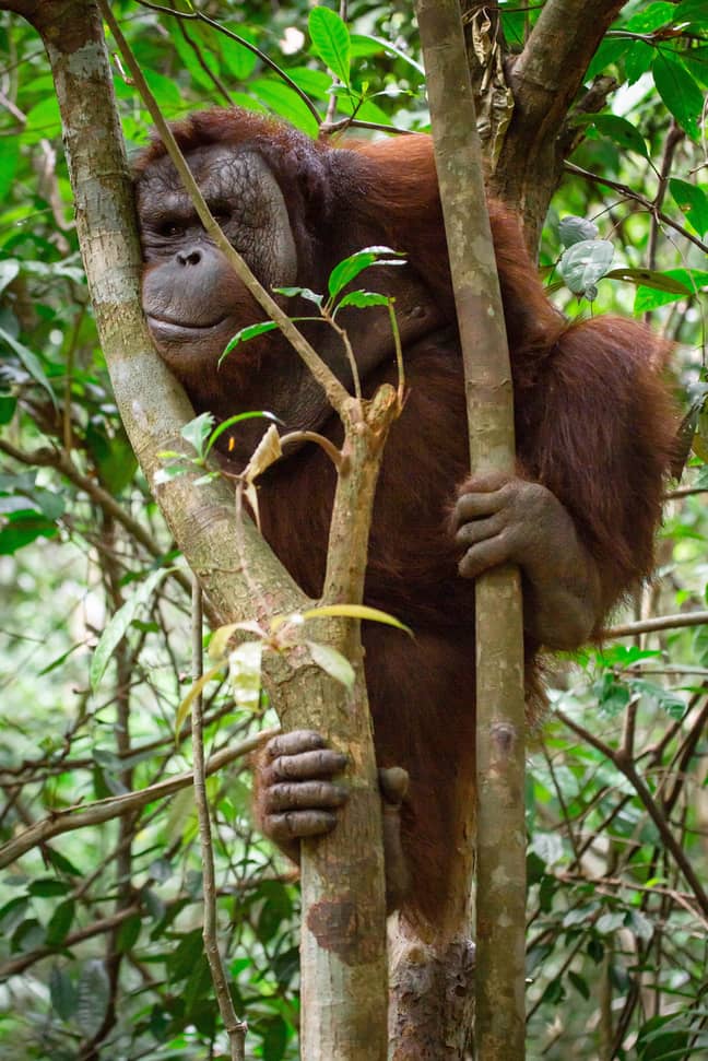 The orangutan has now completed rehabilitation (Credit: Caters) 