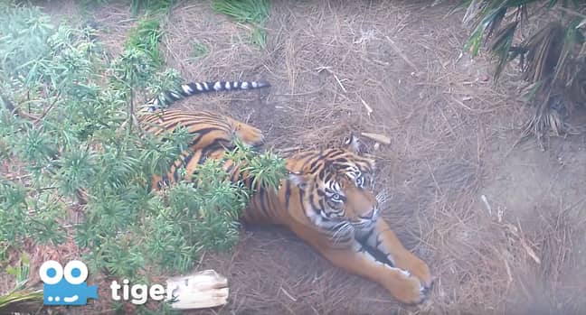 Watch a whole host of animals from your sofa (Credit: San Diego Zoo) 
