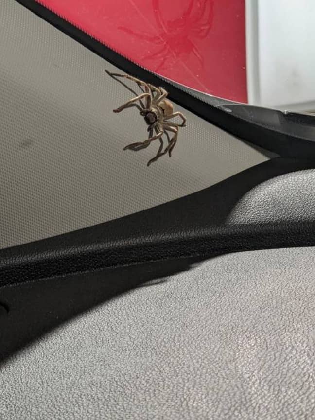 A woman removed a huge spider from her car only to later find hundreds of its babies appear (Credit: Cosi Andrew Costello/Facebook)