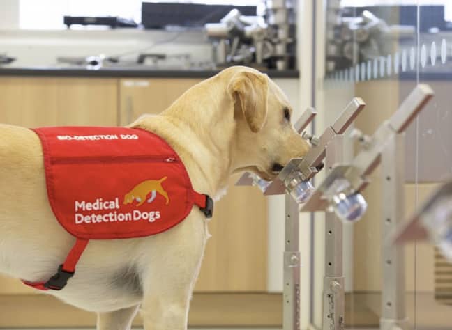 Dogs sniffed out the virus with incredible sensitivity (Credit: Neil Pollock/ MDD)