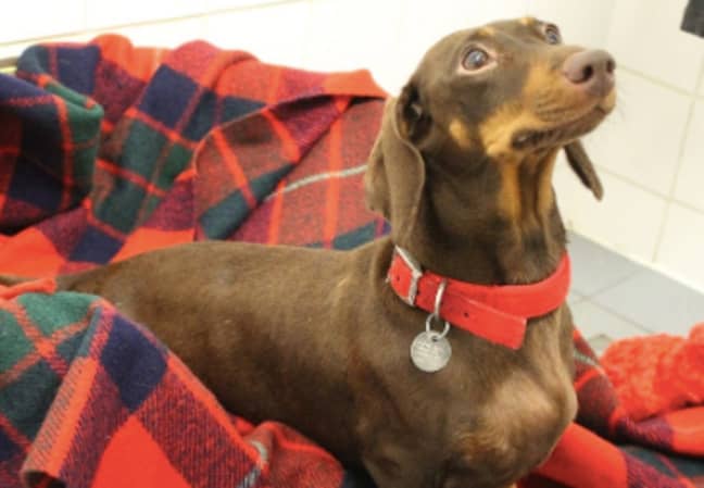 Mum Olive is also looking for a forever home (Credit: RSPCA Halifax)