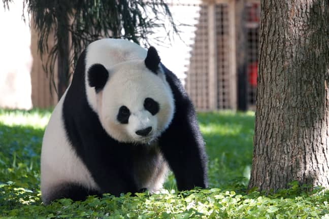 The number of giant pandas in the wild now stands at 1,800 (Credit: PA)