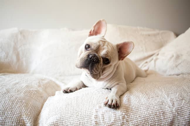 French Bulldogs have lost the crown since 2019 (Credit: Shutterstock)