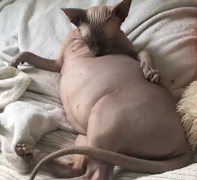 Amsterdam the chonky cat is all of us (Credit: Caters)