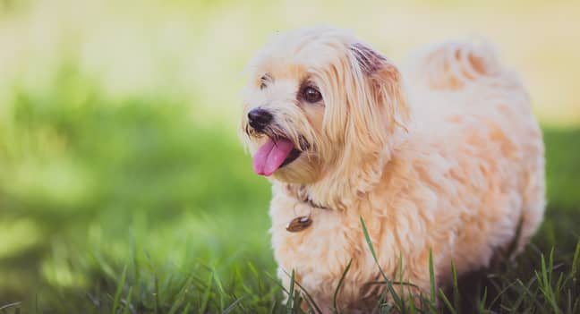 Vets are urging pet owners to be aware of grass seeds this summer (Credit: Unsplash)