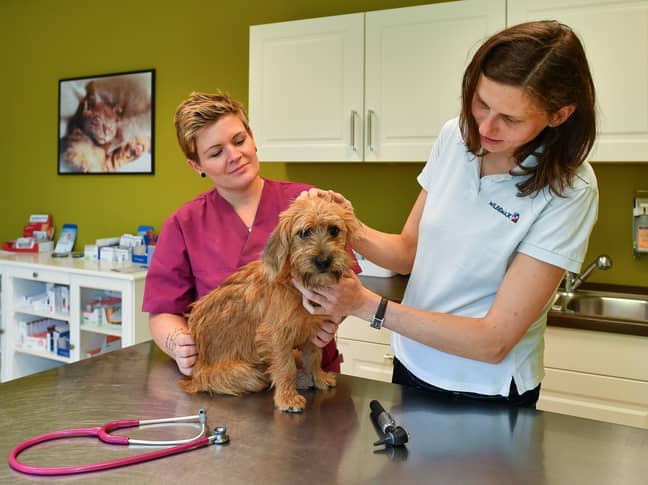 Your vet may be able to help your pet with therapy or medication (Credit: PA)