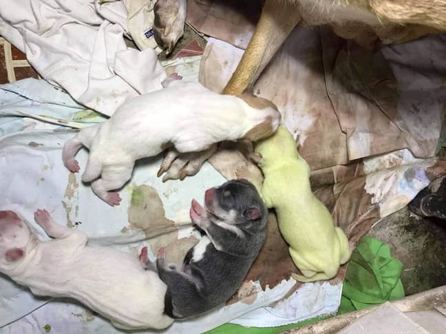 The other pups were brown and white (Credit: Caters News)