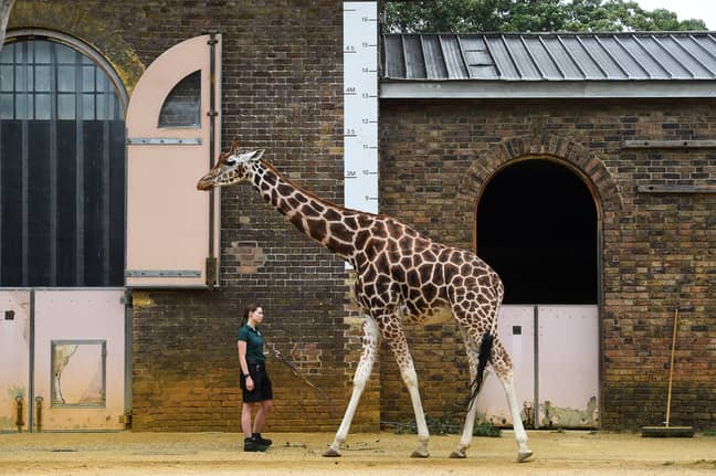 Sir David argues many animals are comfortable in captivity (Credit: PA) 