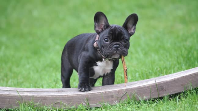 The rise in dog thefts is believed to be driven by the high demand for puppies which has lead to a surge in prices (Credit: Pexels)