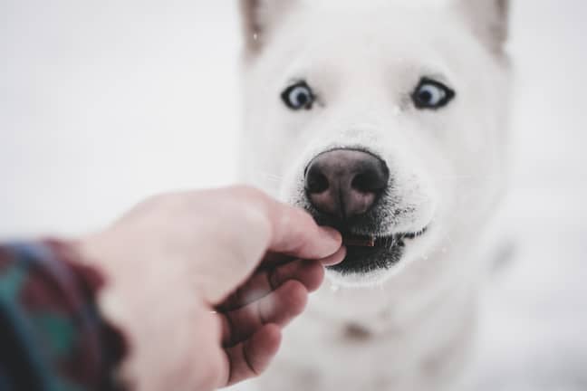 Some pups have been having too many treats (Credit: Unsplash)