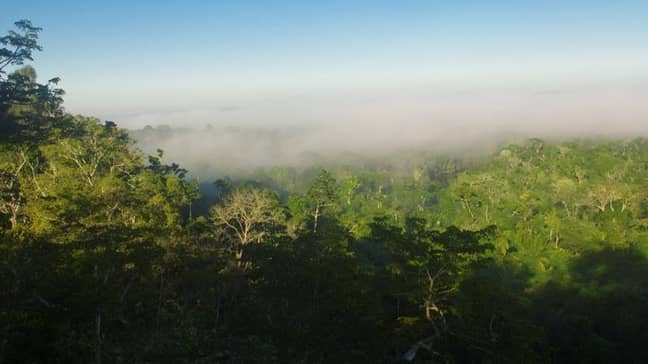 The Amazon rainforest (Credit: PA)