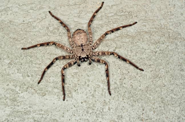 Some huntsman species can grow to have a legspan of 25-30cm (Credit: Shutterstock)
