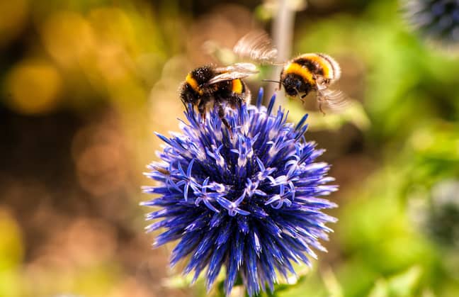 A third of the UK bee population is thought to have disappeared in the last decade (Credit: Pexels)