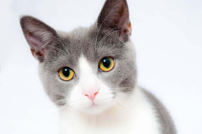 Cats have been named the cutest animal (Credit: Moneybeach.co.uk)