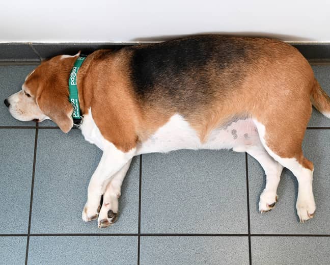 Luigi the Beagle was 2019's Pet Fit Club Champ. After this picture was taken he lost 8.7kg (1st 5lb) - 30% of his bodyweight! (Credit: PDSA) 