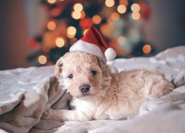 Tickets will include a feast for your dog and a sandwich and prosecco for humans. (Credit: Unsplash)