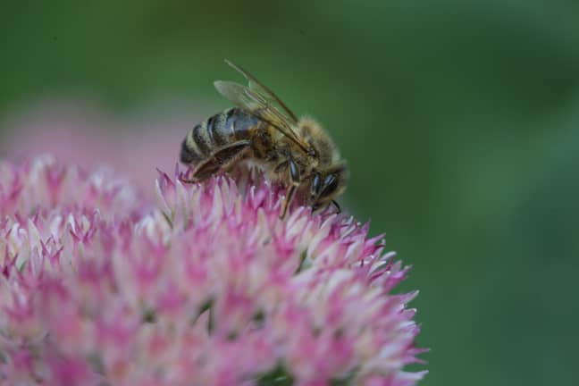 Bees are under threat of extinction after a deadly pesticide has been approved for use in England (Credit: Unsplash)