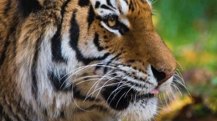 Tiger At US Zoo Tests Positive For COVID-19 After Displaying Symptoms