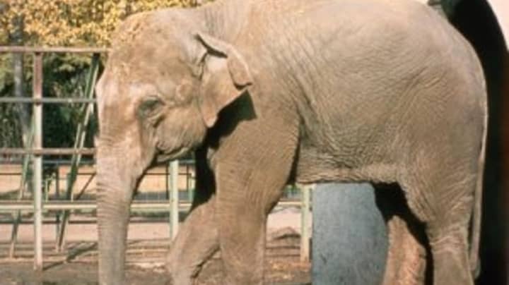 'World’s Saddest Elephant' Dies After Decades Alone In Her Enclosure
