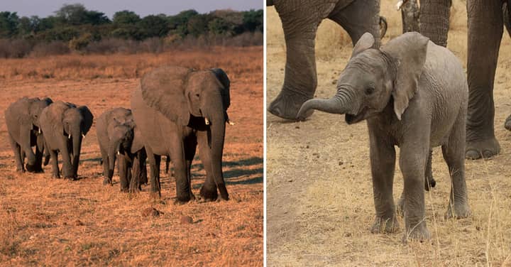 More Than 50 Elephants Have Starved To Death In A Serious Drought In Zimbabwe