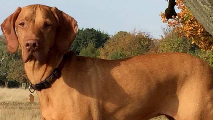 Dog Owner Issues Heartbreaking Warning As Pooch Dies After Eating Brownies