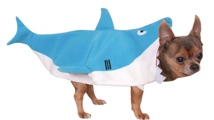 A Baby Shark Dog Costume Exists And It's Going To Make You Very Happy