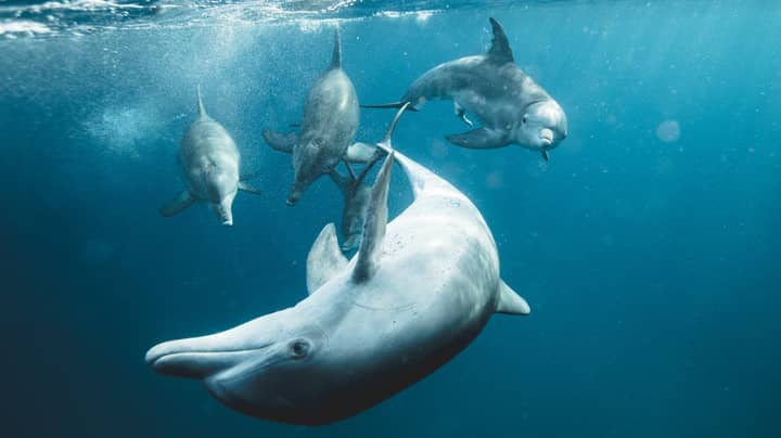 Scientists Are Warning Of A 'Real And Imminent' Extinction Threat To Whales And Dolphins
