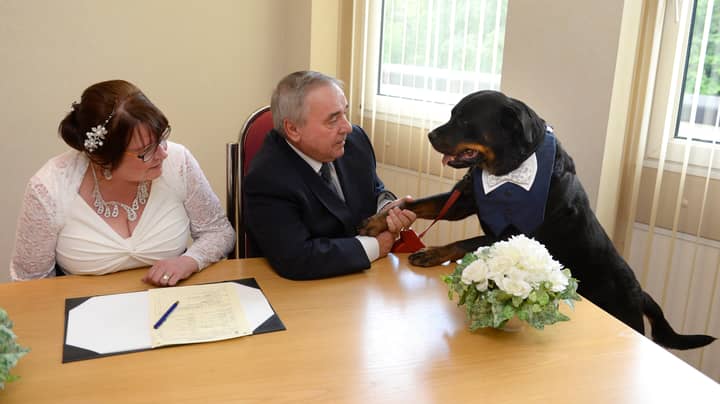 Groom Chooses Dog To Be Best Man As Rescue Pooch Helped Him Find Love