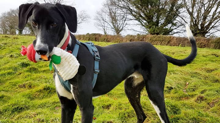 'Britain's Loneliest Dog' Has Been Waiting Nearly Two Years To Be Rehomed