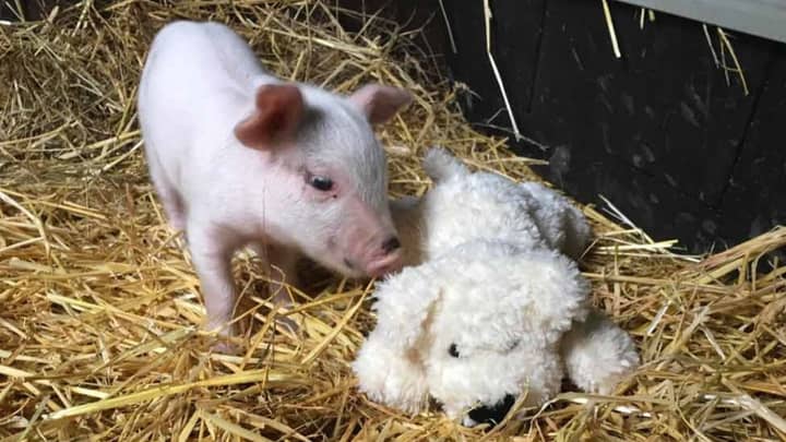 Woman Rescues Piglet Who Fell Off The Back Of A Truck On The Way To Abbatoir