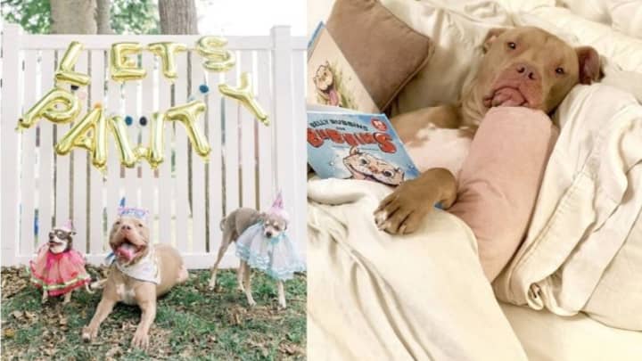 Pampered Pitbull Gets His Own Birthday Party And It's The Least He Deserves