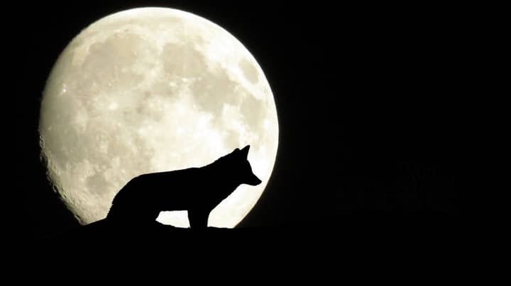 A Full Wolf Moon Is Coming This Week – Here’s What It Means For You