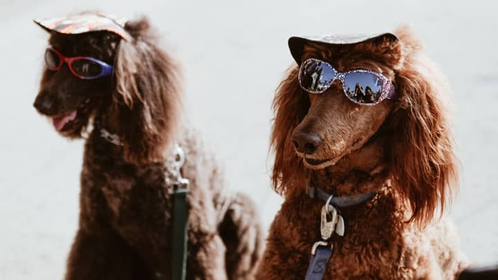 An Entire Festival Devoted To Dogs Is Coming To London And It Sounds Extra Af