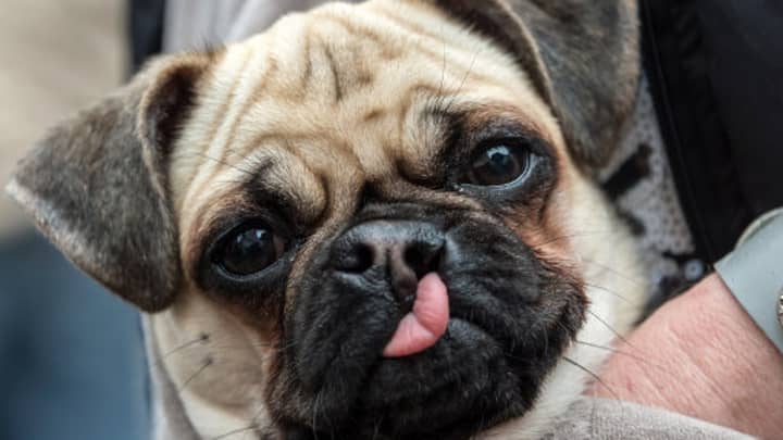 Flat-Faced Dogs Could Suffer Heatstroke In The UK Heatwave