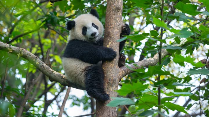 Giant Pandas Are No Longer An Endangered Species