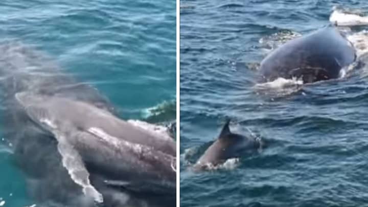 Pod Of Dolphins Save Humpback Whale And Calf From Male Whales
