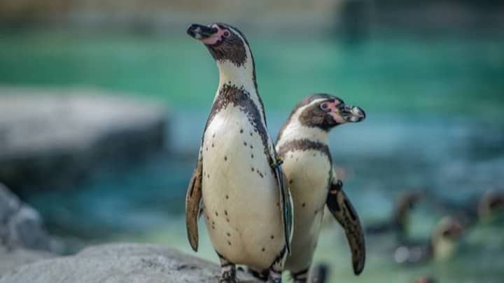 Chester Zoo Is Hiring Someone To Look After Its Penguins